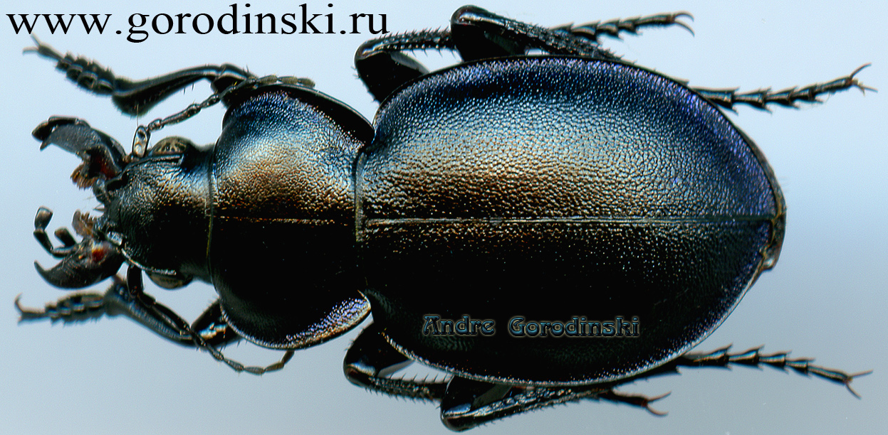 http://www.gorodinski.ru/carabidae/Callisthenes breviusculus.jpg